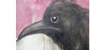 Large 80 x 48 inch Raven print on painted canvas